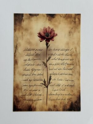 14.5cm x 10cm Post Card -  Anemone Flower