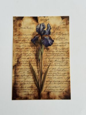 14.5cm x 10cm Post Card - Bearded Iris Flower