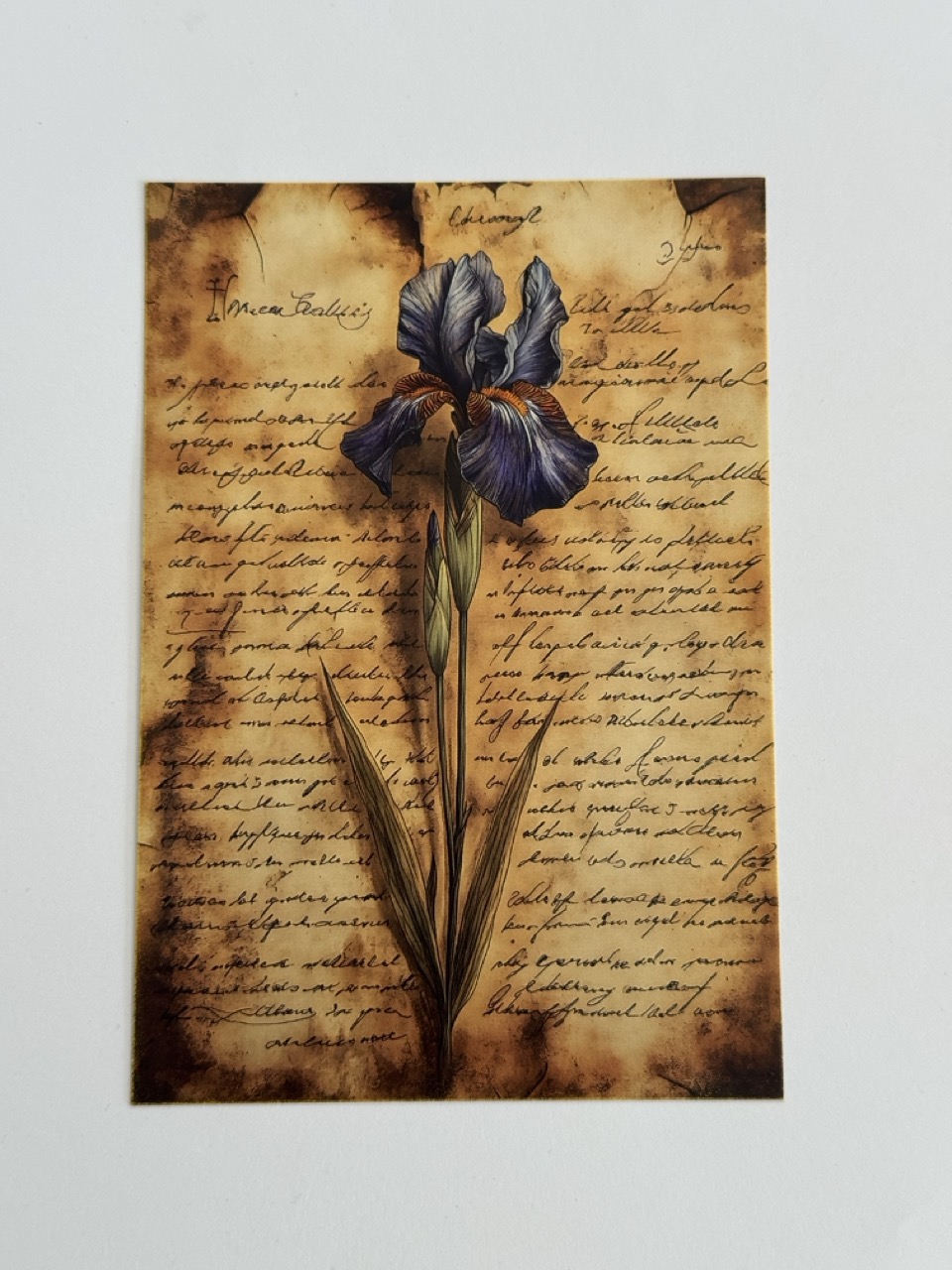 14.5cm x 10cm Post Card - Bearded Iris Flower