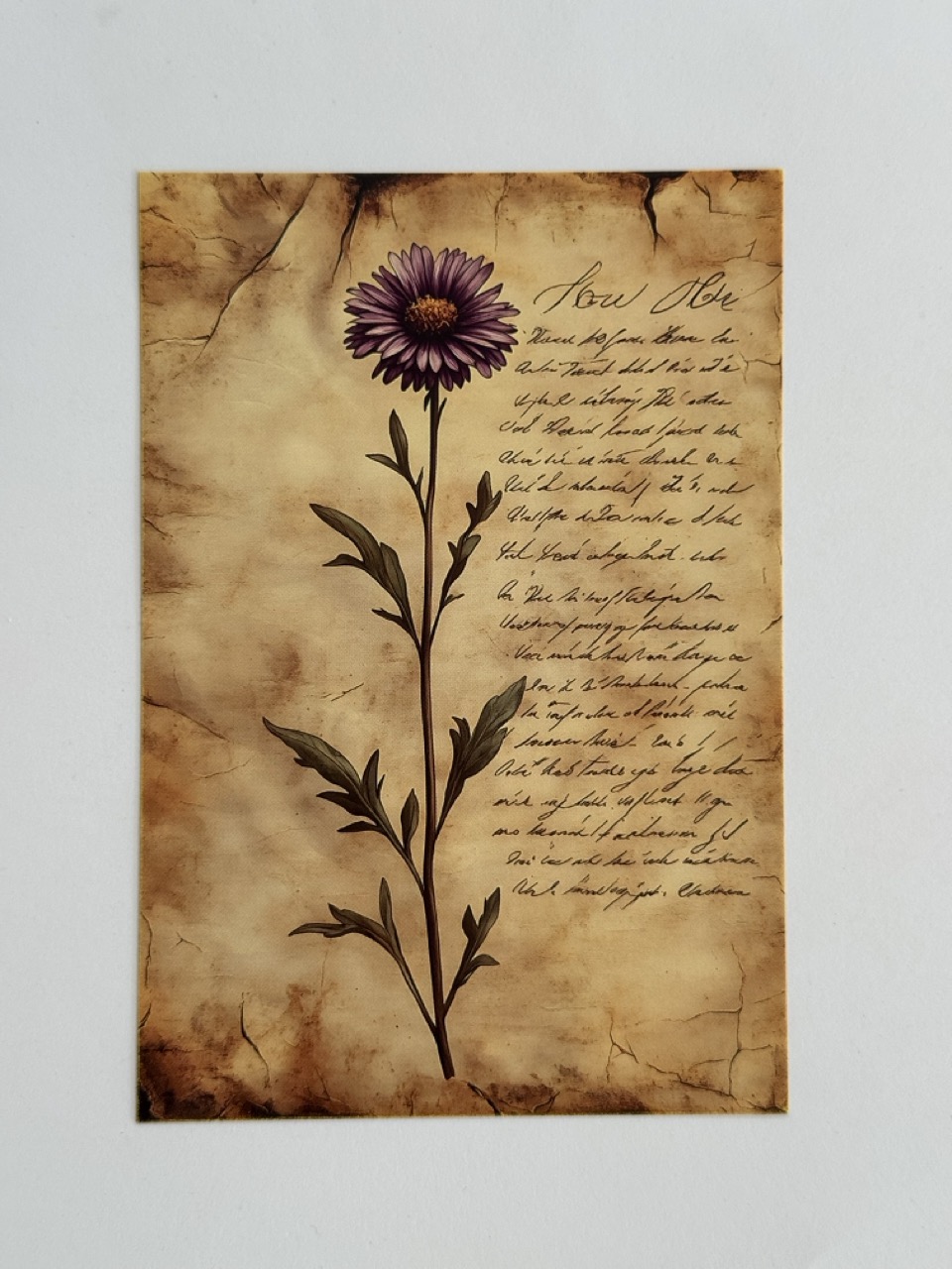 14.5cm x 10cm Post Card - Aster Flower