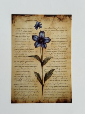 14.5cm x 10cm Post Card - Clematis Flower
