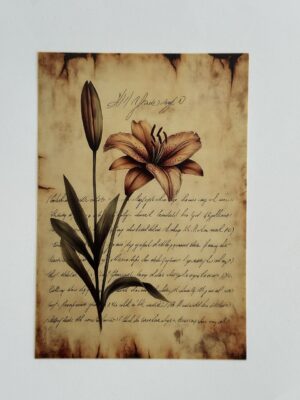 14.5cm x 10cm Post Card - Lily Flower