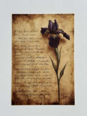 14.5cm x 10cm Post Card - Bearded Iris Flower