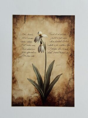 14.5cm x 10cm Post Card - Snowdrop Flower