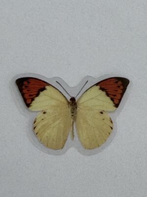 4cm x 3cm - Watercolour Butterfly Stickers