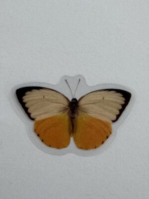 4cm x 2cm - Watercolour Butterfly Stickers