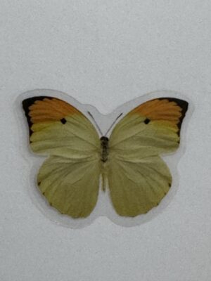 4cm x 3cm - Watercolour Butterfly Stickers