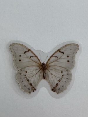 4cm x 3.5cm - Watercolour Butterfly Stickers